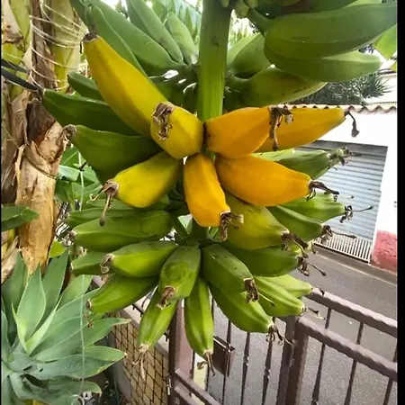 Il Cortiletto דירה *