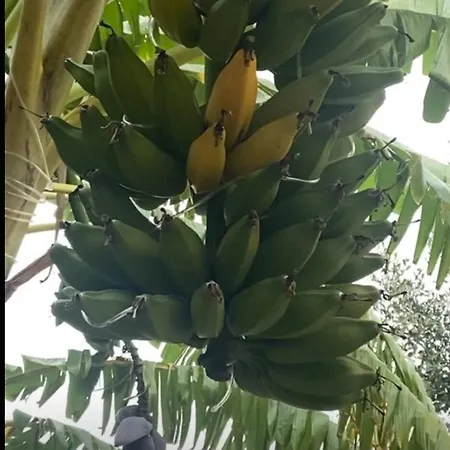 Il Cortiletto אסמיני