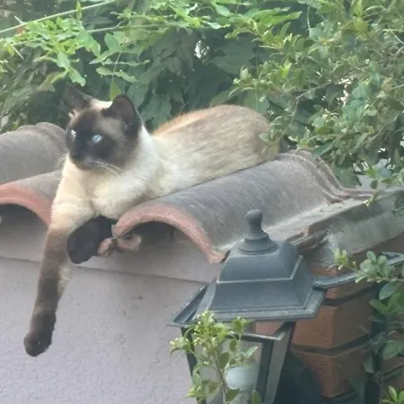 Il Cortiletto דירה אסמיני