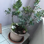 Il Cortiletto Apartman