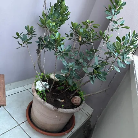 Il Cortiletto Apartment