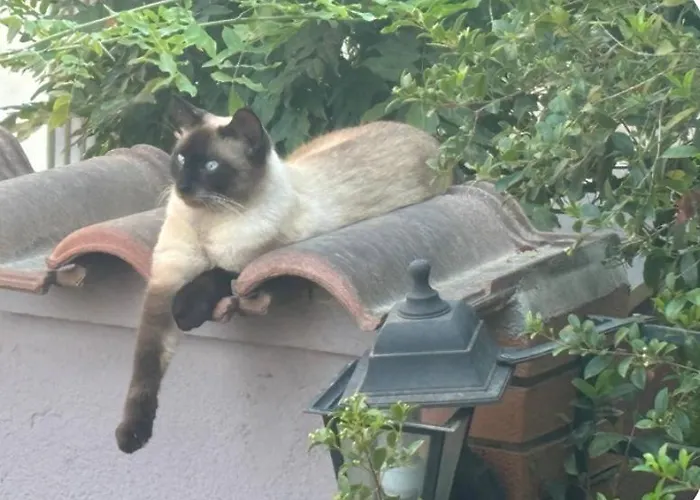 Il Cortiletto Apartment Assemini